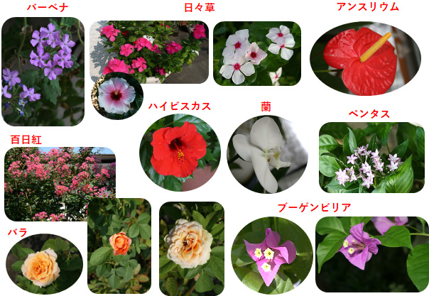 9月の花