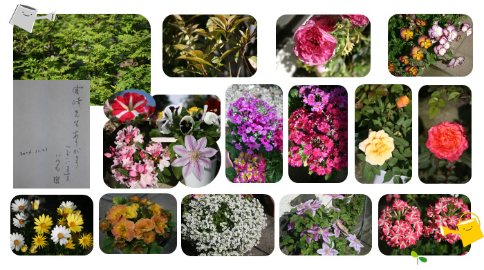 4月の花