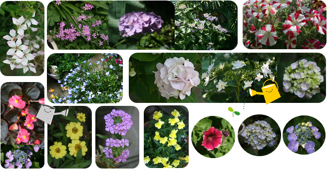 2025　6月の花
