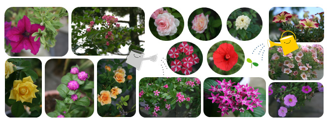 2025　8月の花