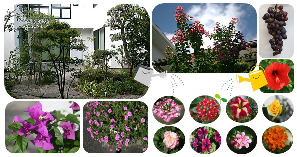 ９月のお花