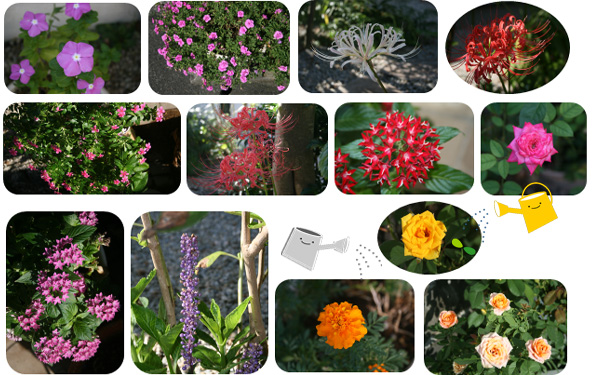 10月の花